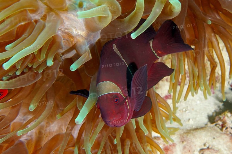 A clownfish, velvet anemonefish or spiny anemonefish (Amphiprion biaculeatus), in a sea anemone, at the Coral Garden dive site, Menjangan, Bali, Indonesia