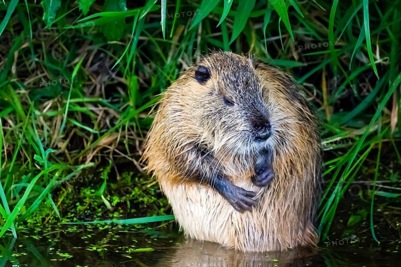 Animals, mammals, nutria, beaver rat, swamp beaver, tailed beaver, tailed rat, (Myocastor coypus), Spreewald, Germany