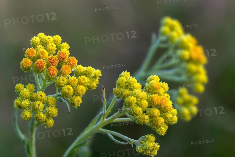 Asteraceae, helichrysum arenarium, daisy, sandstraw flower, dwarf everlast, flora, immortelle, plants, plants