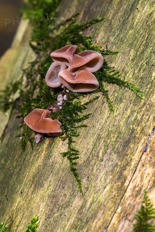 Auricularia auricula judae, auricularia sambucina, black fungus, Chinese morel, hirneola auricula judae, elderberry mushroom, eldersponge, jew's ear, judas ear, mu-err, earlobe mushroom, fungus, high size, portrait format, jelly ear, mushrooms, wood ear