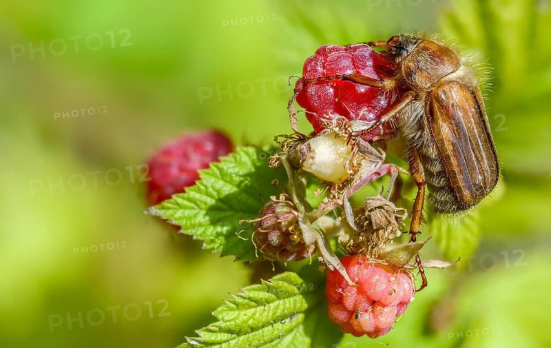 Amphimallon solstitiale, leaf horn beetle, curlew, European June beetle, ribbed curlew, June beetle, small May beetle, scarabaeidae, beetle, coleoptera, insects, beetles, summer chafer