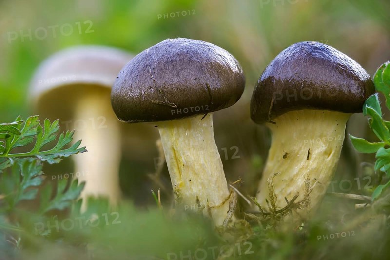 Frost snail, yellow-leafed snail, herald of the winter, hygrophorus hypothejus, snail, fungi, fungi, mushrooms