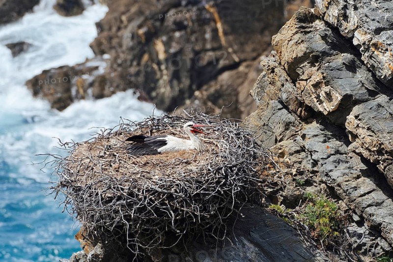 White stork (Ciconia ciconia) sitting brooding on a nest on the rocky coast, Parque Natural do Sudoeste Alentejano e Costa Vicentina, Alentejo, Portugal