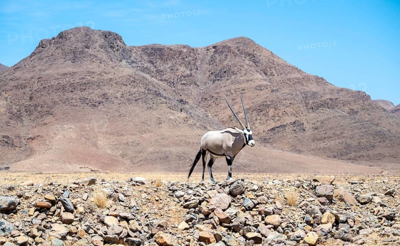 Oryx gazella, oryx antelope, Namib Desert, Namibia