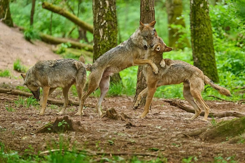 Three wolves interacting in the forest, two are wrestling with each other, summer, wolf (Canis lupus), Germany