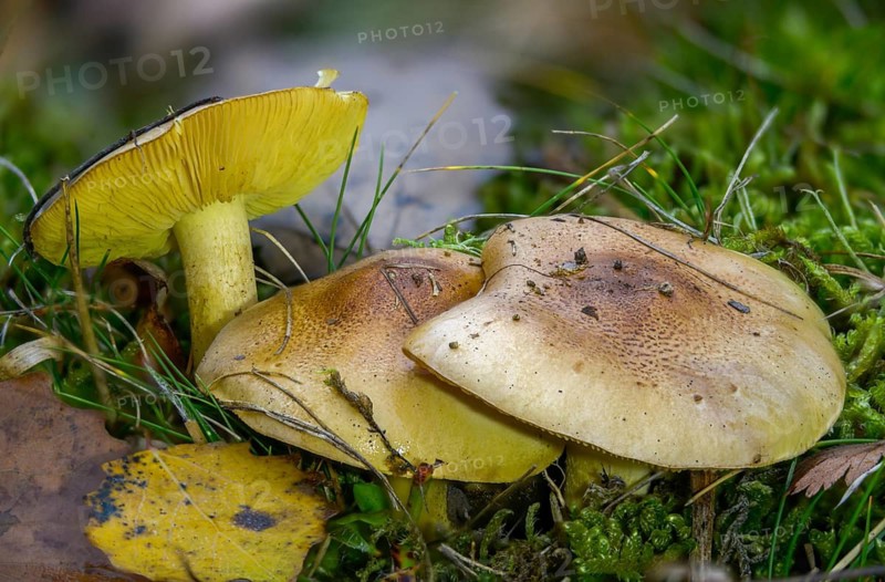 Common knight, yellow-fleshed greenling, greenfinch, coniferous greenling, tricholoma equestre, tricholoma flavovirens, fungi, fungus, man on horseback, mushrooms, yellow knight