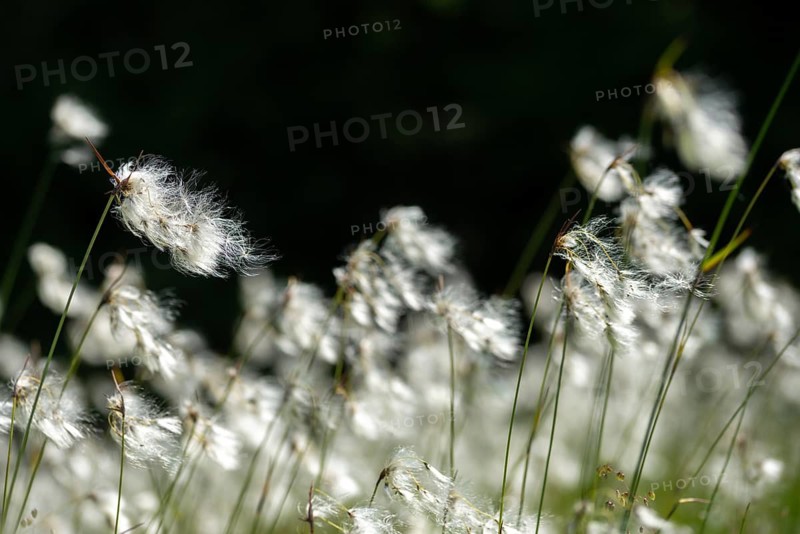 Cyperaceae, Eriophorum angustifolium, sour grasses, narrow-leaved cotton grass, common cottongrass, common cottonsedge, flora, plants, cotton grass