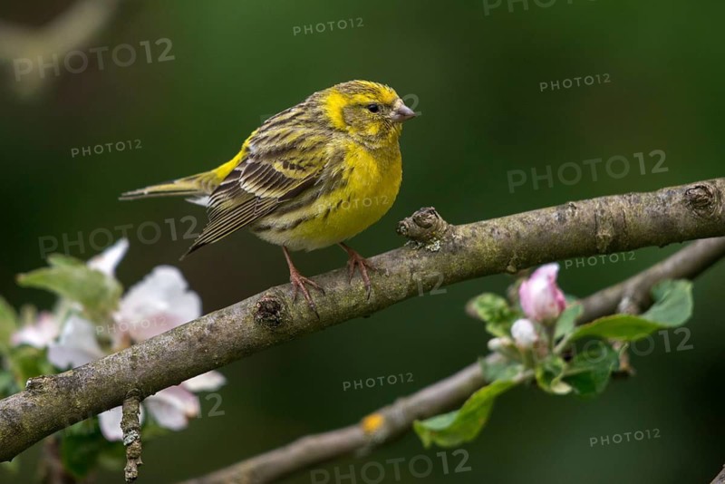 European Serin, serine, serinus serinus, birds, male, passeri, songbirds, birds