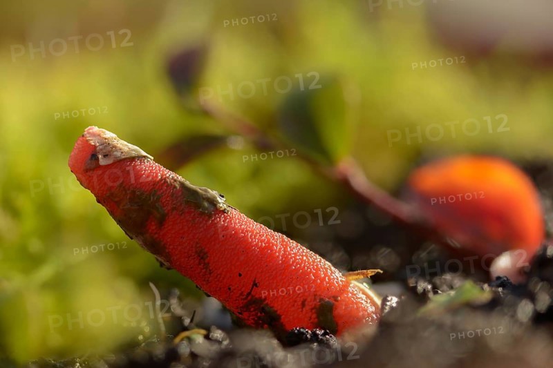 Corynites brevis, Corynites ravenelii, raspberry-red dog rod, mutinus brevis, mutinus ravenelii, phallus ravenelii, red stinkhorn, fungi, mushrooms