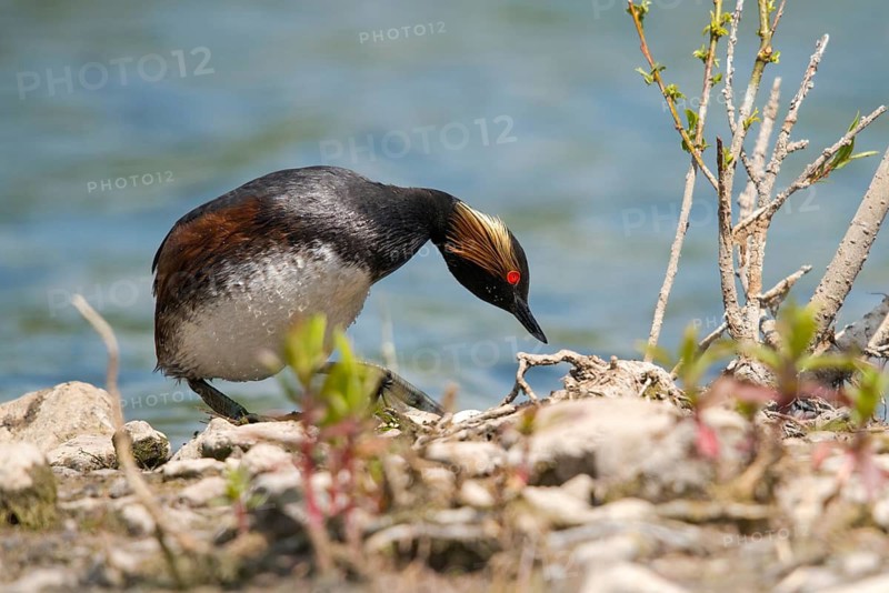 Black-necked grebe, podiceps nigricollis, black-necked grebe, birds, breed, brood, grebe, podicipedidae, diver, birds, waterbirds