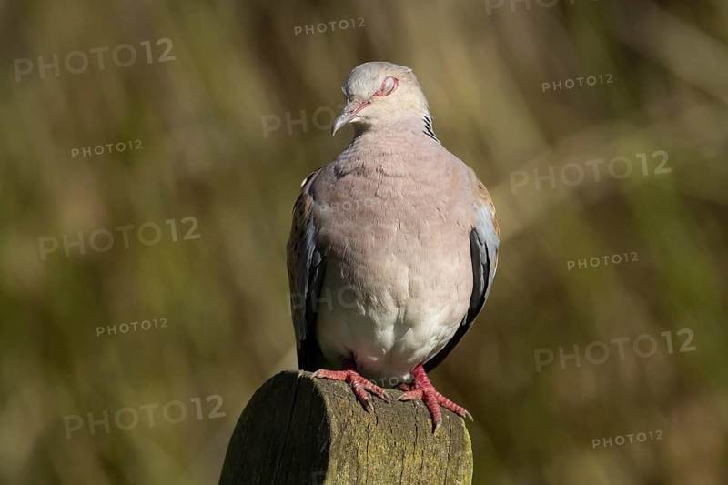 European turtle dove (Streptopelia turtur) adult bird sleeping on a post, England, United Kingdom