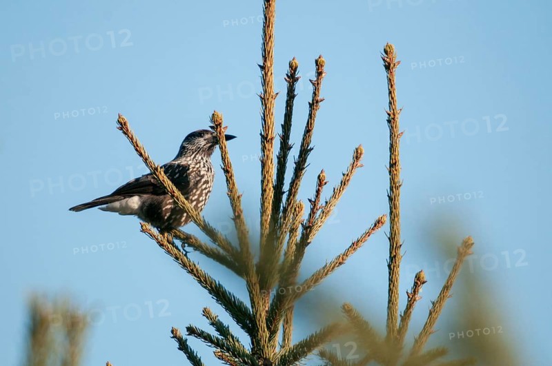 Nucifraga Caryocatactes, Nutcrackers, Jays, Birds, Corvidae Family of Birds, Passeri, Corvids, Songbirds, Birds