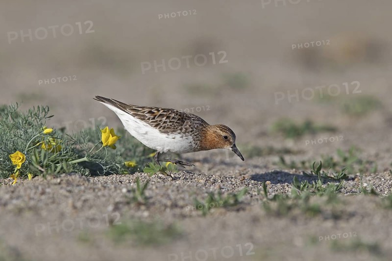Red-necked Stint (Calidris ruficollis) foraging, Dornod Province, Mongolia