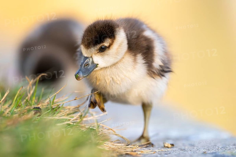 Egyptian goose (Alopochen aegyptiaca) cute chicks on a meadow at the shore of a lake, Bavaria, Germany