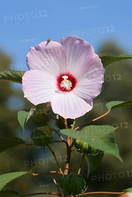 Rose mallow (Hibiscus laevis, Hibiscus militaris), flower, ornamental plant, North Rhine-Westphalia, Germany, native to North America