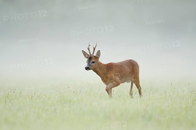 European roe deer (Capreolus capreolus), a roebuck in a meadow in the morning mist, North Rhine-Westphalia, Germany