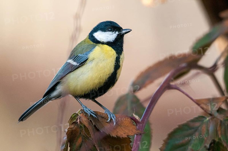 Great tit, great tit, parus major, birds, tits, passeri, songbirds, songbirds, tits, birds