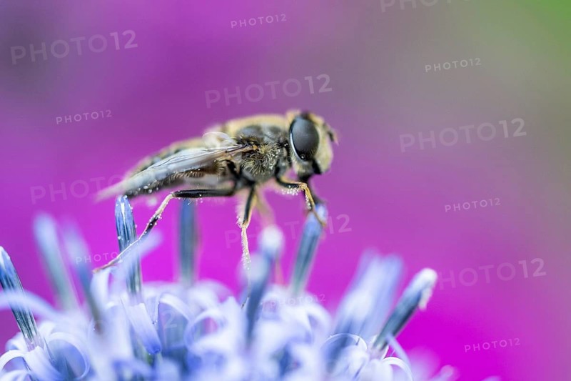 Drone fly (Eristalis interrupta), Emsland, Lower Saxony, Germany