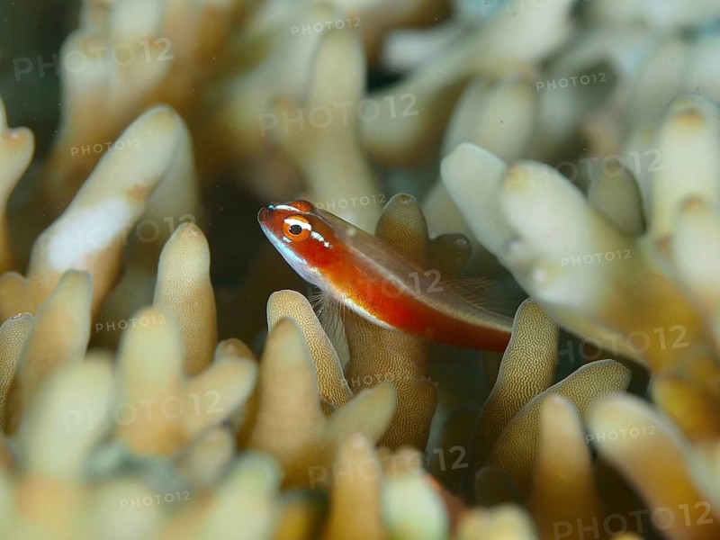 A small orange fish, the red-bellied dwarf goby (Eviota nigriventris), amongst the coral, at the Gondol Bay dive site, Gondol, Bali, Indonesia