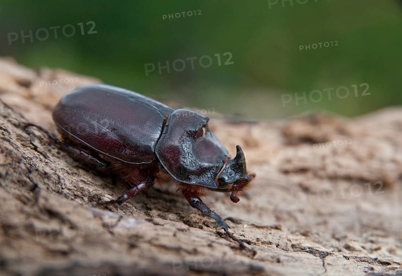 European rhinoceros beetle, rhinoceros beetle, oryctes nasicornis, rhinoceros beetle, beetle, coleoptera, insects, beetles, males, males