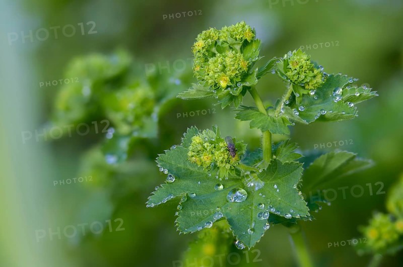 Alchemilla xanthochlora, lady's mantle, yellow-green lady's mantle, intermediate lady's mantle, small flowered lady's mantle, rosaceae, rose family, flora, plants, plants