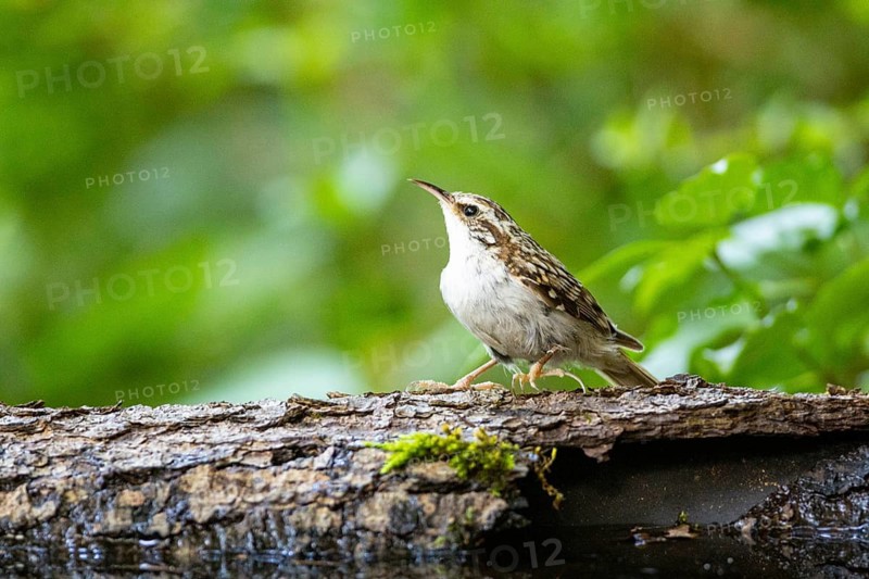 Woodcreeper (Certhia familiaris) Germany