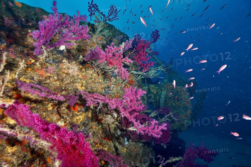 A shipwreck wall covered in soft corals and violescent sea-whips (Paramuricea clavata), surrounded by numerous small fish, including the Mediterranean anthias (Anthias anthias), Le Grec wreck dive site, Hyères, Giens Peninsula, Mediterranean Sea, Provence-Alpes-Côte d'Azur, France