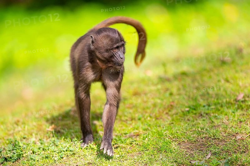 Gelada (Theropithecus gelada) youngster walking on a meadow, captive, distribution africa