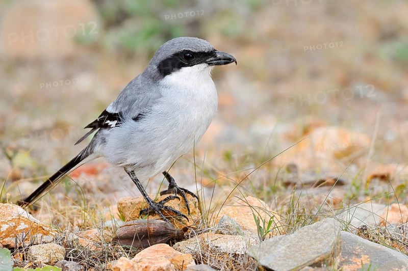 Great Grey Shrike (Lanius excubitor koenigi), Fuerteventura, Canary Islands, Spain