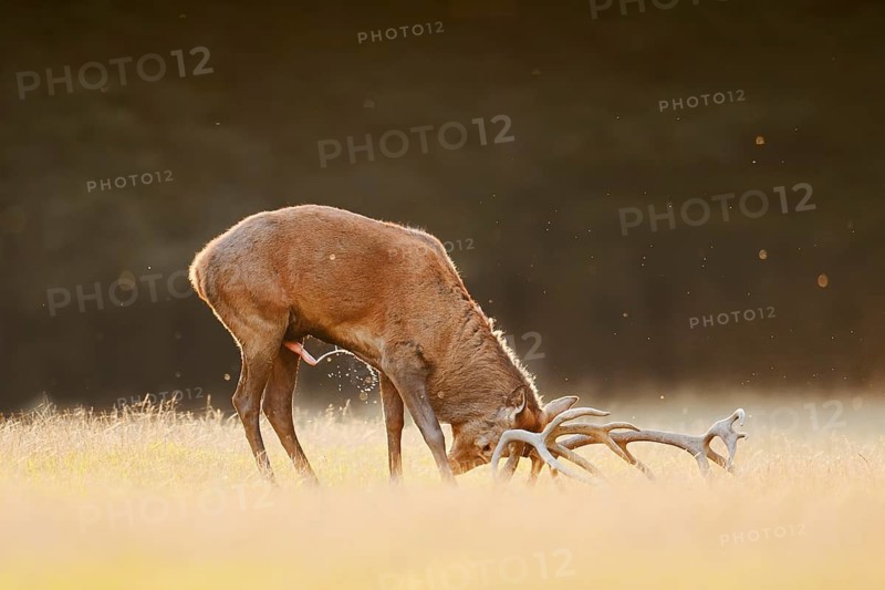 Red deer (Cervus elaphus), a stag standing with antlers spread in a meadow, rutting season, North Rhine-Westphalia, Germany