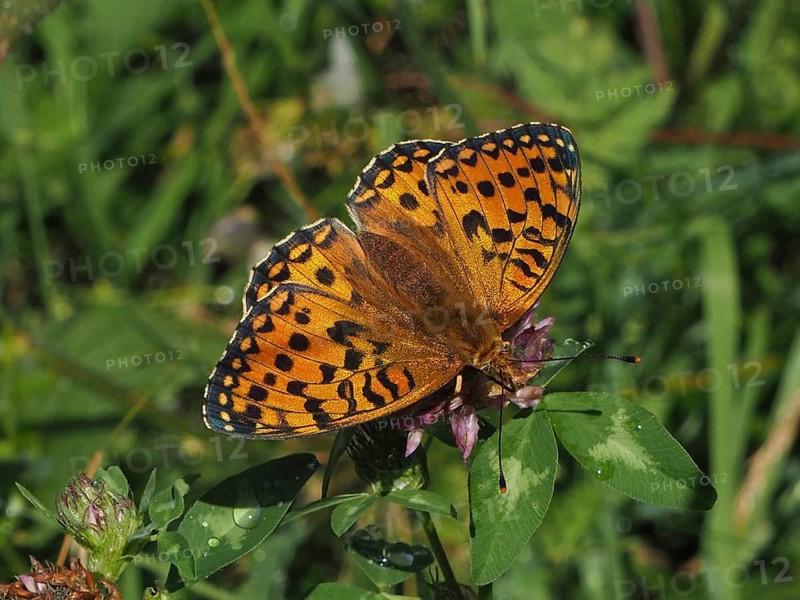 An orange-spotted butterfly, the Large Pearl-bordered Fritillary (Speyeria aglaja), is perched on a flower in the countryside, Goms, Canton of Valais, Switzerland