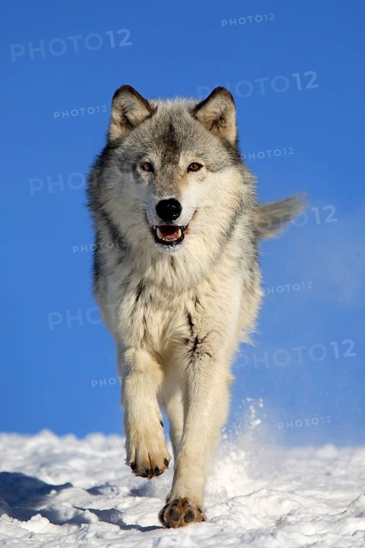 Timberwolf, wolf, American wolf (Canis lupus lycaon), Minnesota, USA, A wolf running through the snow against a clear blue sky