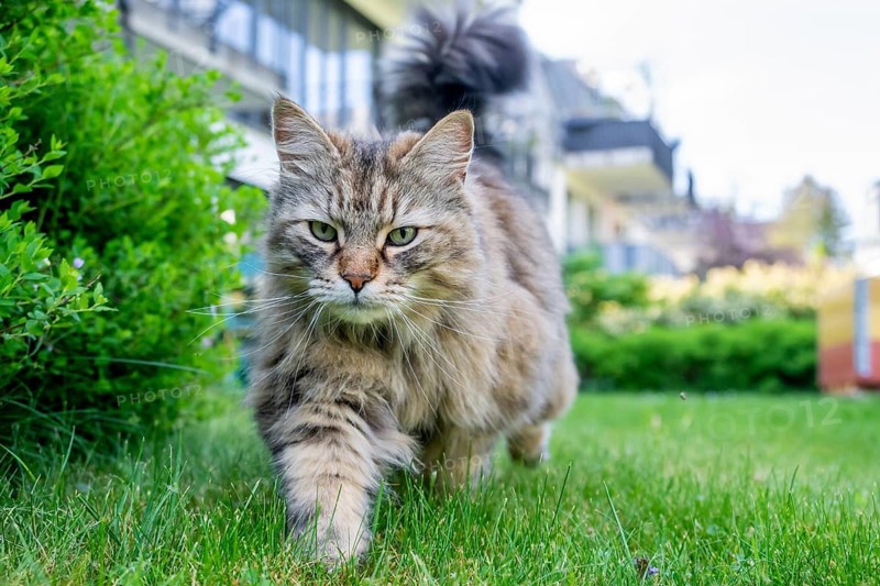 Siberian cat, pedigree cat running across grass in a garden, symbolic photo cat in the garden