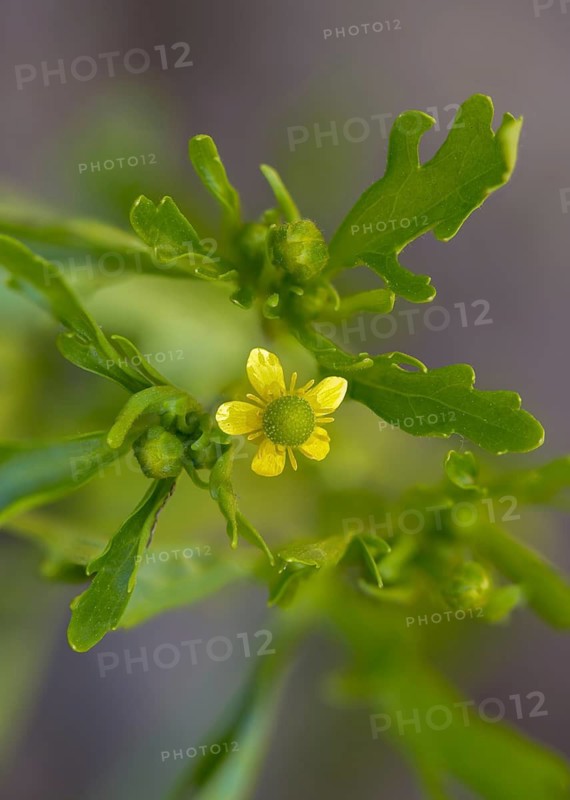 Cursed buttercup, venom buttercup, ranunculus sceleratus, flora, high size, portrait, plants, plants
