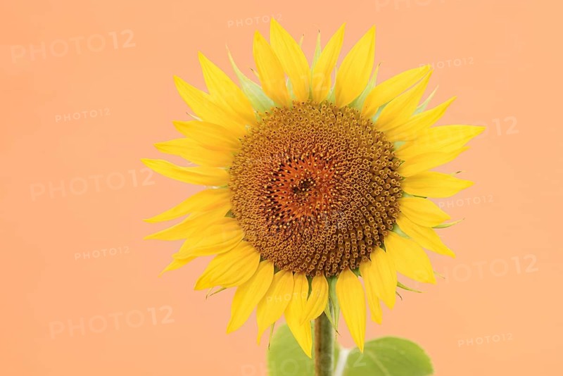 Sunflower (Helianthus annuus), flower, North Rhine-Westphalia, Germany