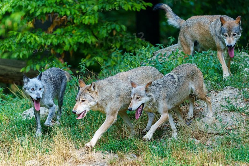 Timberwolf, wolf, American wolf (Canis lupus lycaon), Germany, several wolves are playing energetically together on a wooded hill