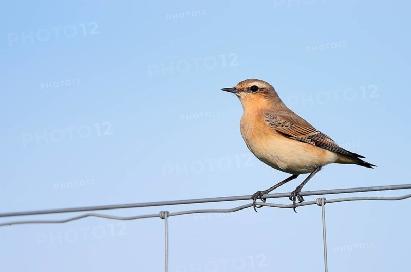 A wheatear (Oenanthe oenanthe) perched on a fence, North Rhine-Westphalia, Germany