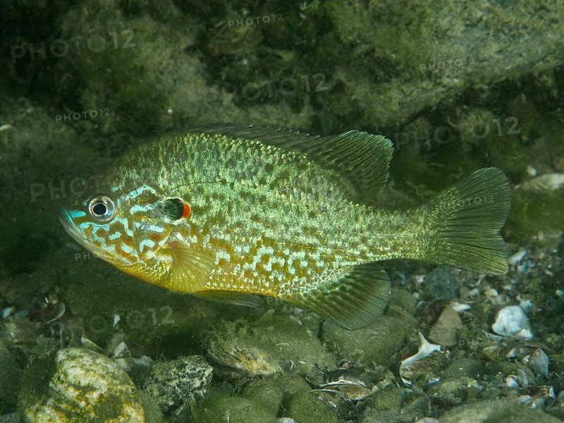 A lively, colourful pumpkinseed sunfish (Lepomis gibbosus) with striking patterns underwater, at the Baumgärtli dive site, Lake Zug, Lake Immen, Canton of Schwyz, Switzerland