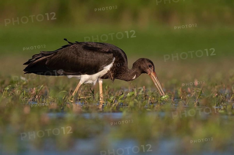 Black Stork (Ciconia nigra) juvenile foraging, Tiszaalpár, Hungary