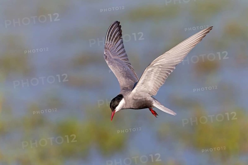 Weißbart-Seeschwalbe, Weißbartseeschwalbe, Whiskered Tern, Chlidonias hybridus, Chlidonias hybrida, Guifette moustac, Fumarel Cariblanco