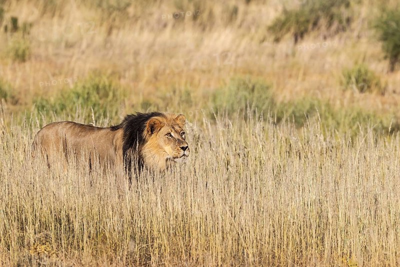 Lion (Panthera leo). Black-maned Kalahari male stalking. Kalahari Desert, Kgalagadi Transfrontier Park, South Africa
