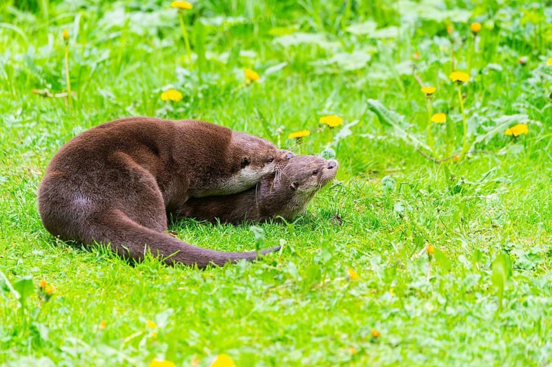 Eurasian otter (Lutra lutra) playing with each other in the grass, Bavaria, Germany