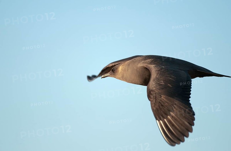 Arctic hunter, arctic skua, arctic tern, Norway, parasitic hunter, parasitic skua, parasite predatory gull, stercorarius parasiticus, varanger, birds, charadriiformes, flying, flight, limikolen, predatory gulls, stercorariidae, birds