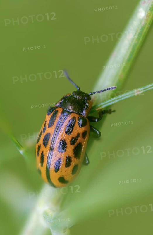 Leaf beetle, chrysomela 20-punctata, chrysomela vigintipunctata, coccinella 20-punctata, spotted willow leaf beetle, melasoma vigintipunctatum, willow leaf beetle, beetle, coleoptera, high size, vertical format, insects, beetles, spotted willow leaf beetle