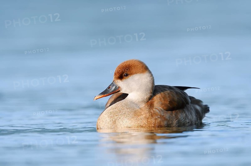 Red-crested Pochard (Netta rufina), female swimming, Lake Constance, Baden-Württemberg, Germany