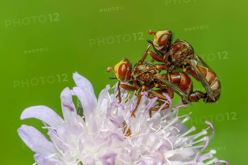 Broad-fronted bladderhead fly, common broad-fronted bladderhead fly, rust-coloured thick-headed fly, sicus ferrugineus, insects