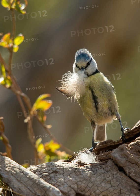 Blue tit, parus caeruleus, birds, feather, high size, portrait format, tits, nest building, passeri, songbirds, tits, birds