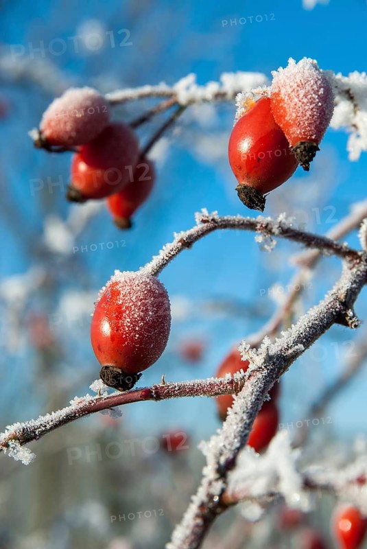 Dog rose, pink canina, dog rose, flora, fruits, dogrose, high size, portrait format, plants, hoarfrost, rime, winter