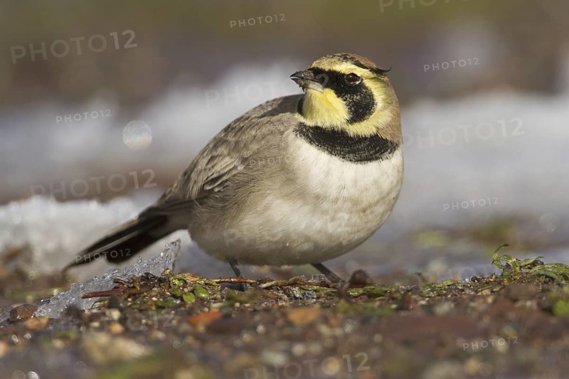 Horned Lark (Eremophila alpestris), Morocco