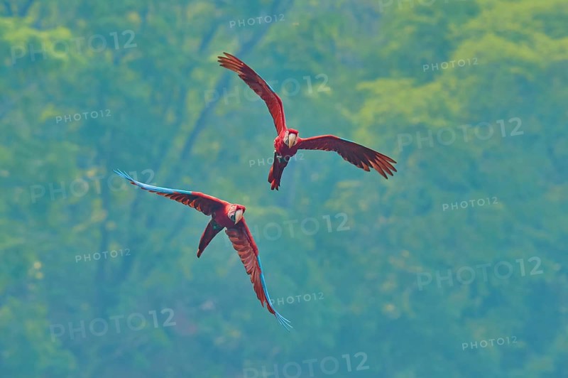 Two parrots soar through the air above a dense green forest: the green-winged macaw, or dark-red macaw (Ara chloroptera), Buraco Das Araras, Bonito, Pantanal, Brazil